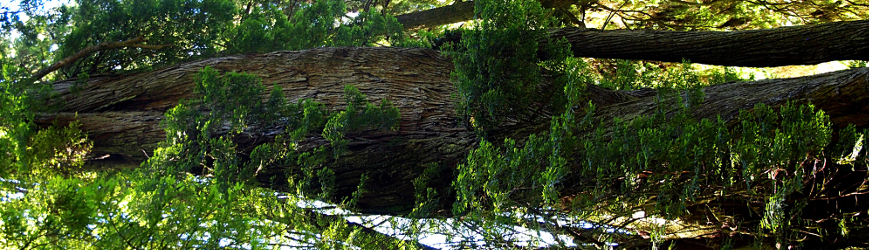 [Horizontal view of the tree trunk which makes it appear the tree trunk was rubber and one part twisted 180 degrees while the other part was held still.]